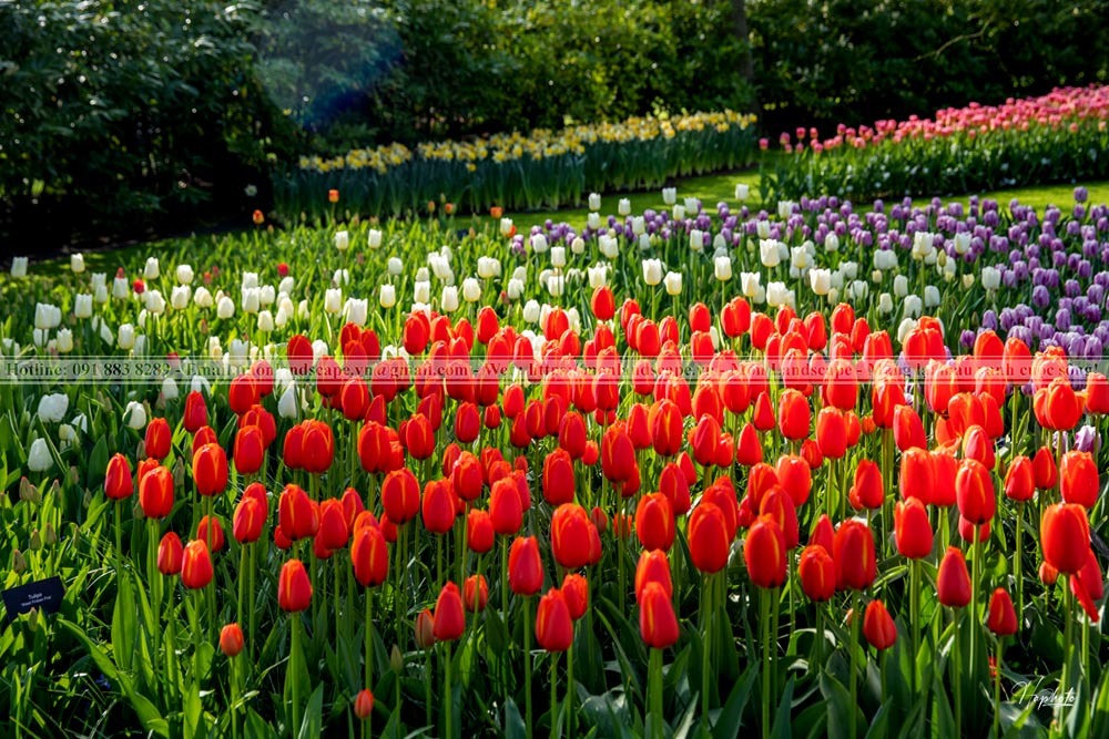 Vườn hoa Keukenhof - Hà Lan
