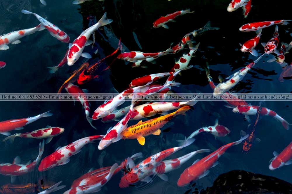 Làm thế nào để kéo dài tuổi thọ cá koi?