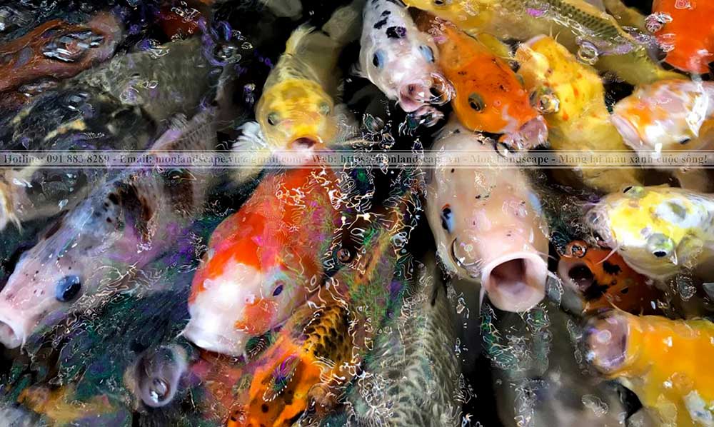 Thức ăn giúp cá koi lên màu đẹp hơn