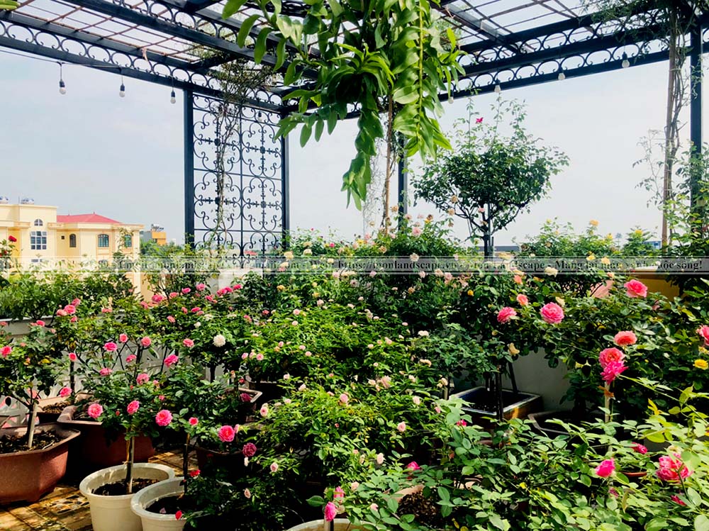 Trồng cây to trên sân thượng lưu ý điều gì?